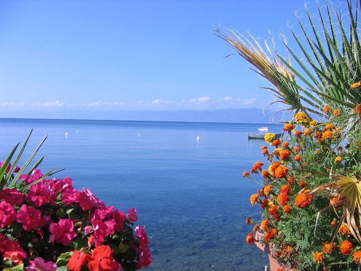 1200px-Ohrid_lake_flowers